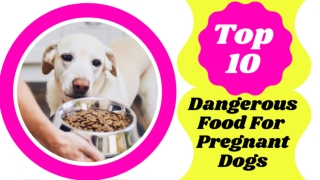 Top 10 dangerous foods for pregnant dog ! Dog Health Tips 2021 ! Pet Food