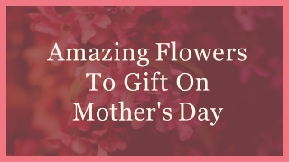 Amazing Flowers TO Gift On Mother's Day