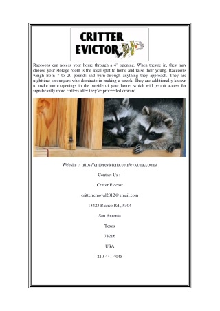 Raccoon Removal San Antonio | Critterevictortx.com