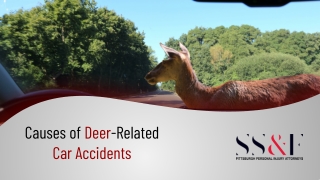 Causes of Deer-Related Car Accidents