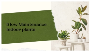 5 low maintenance Indoor plants