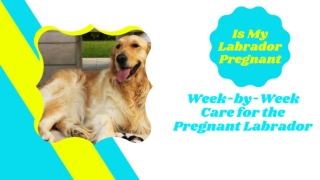 Is My Labrador Pregnant ? Week by Week Care for the Pregnant Labrador ! Dog Health Tips 2021