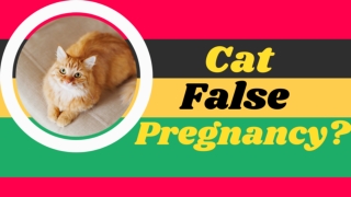 False Pregnancy in Cats 2021 - Symptoms, Causes, Diagnosis, Treatment and Recovery ! Cat Health Tips