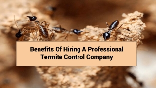 Benefits of hiring a professional termite control company