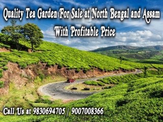 Quality Tea Garden For Sale at North Bengal and Assam With Profitable Price