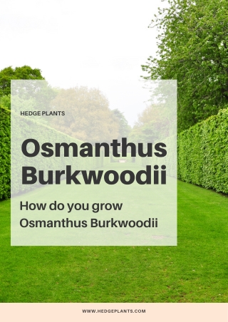 How do you grow Osmanthus Burkwoodii