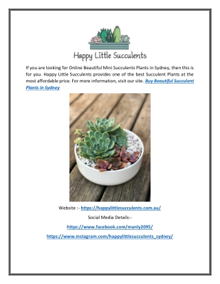 Buy Beautiful Succulent Plants in Sydney | Happy Little Succulents