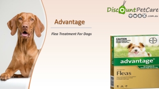 Buy Advantage Spot-On Flea Treatment for Dogs Online - DiscountPetCare