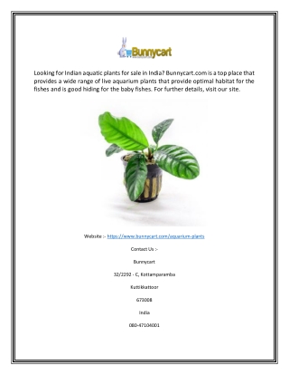 Aquarium Plants Live | Bunnycart.com