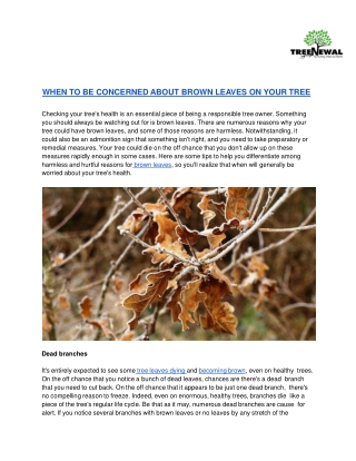 When to be Concerned about Brown Leaves on Your Tree | TreeNewal