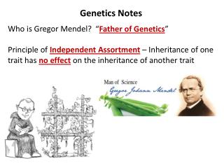Genetics Notes Who is Gregor Mendel? Principle of Independent Assortment – Inheritance of one trait has no effect