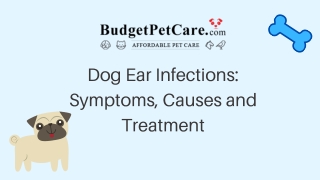 Dog Ear Infections: Symptoms, Causes and Treatment