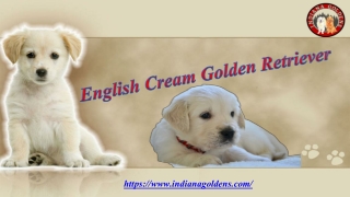 Indiana Goldens | English Cream Golden Retriever for Sale