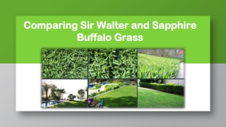 Comparing Sir Walter and Sapphire Buffalo Grass