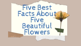 Five Best Facts About Flowers