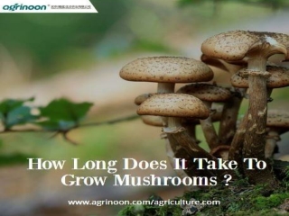 How Long does it take to Grow Mushrooms