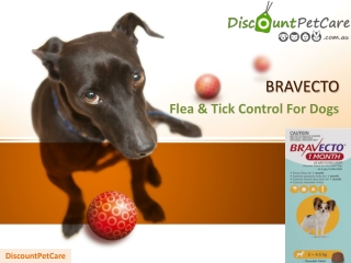 Buy Bravecto 1 Month Chew for Dogs Online - DiscountPetCare