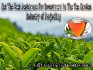 Get The Best Assistance For Investment in The Tea Garden Industry of Derjeeling