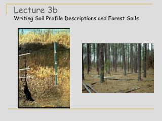 Lecture 3b Writing Soil Profile Descriptions and Forest Soils