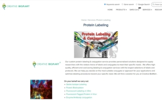 protein labeling in vivo protein labeling Antibody conjugation