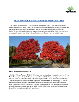 How to save a dying Chinese Pistache Tree | TreeNewal