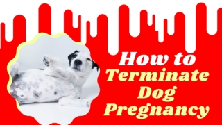 Abortion in Dogs - Symptoms, Causes, Diagnosis, Treatment And Recovery of Dogs! Pet Care 2021