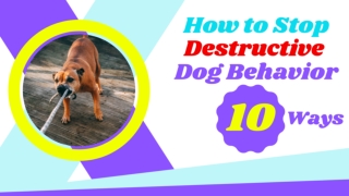 How to Stop Your Dog From Engaging in Destructive Behavior ! Dog Health Tips ! Pet Care Tips