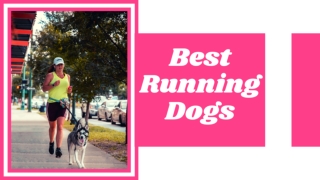 Best running dogs: Which breeds are the best dogs to run with? ! Dog health tips 2021 ! Pet Care