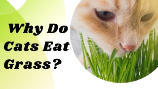 Why Do Cats Eat Grass? 3 Potential Reasons ! Cat Health Tips 2021 ! Pet Care