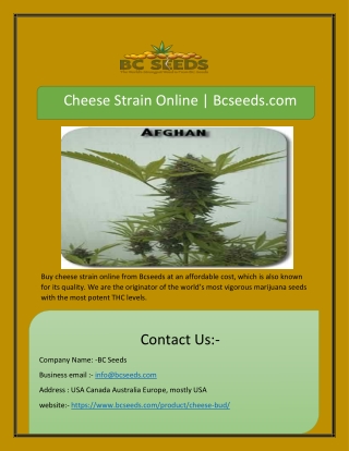 Cheese Strain Online | Bcseeds.com