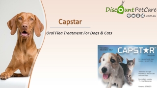 Capstar Oral Flea Treatment For Dogs Online - DiscountPetCare