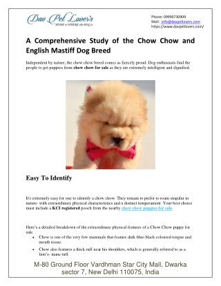 A Comprehensive Study Of The Chow Chow and English Mastiff Dog Breed