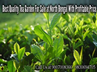 Best Quality Tea Garden For Sale at North Bengal With Profitable Price