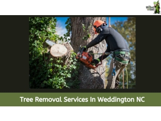 Tree Removal In Weddington NC