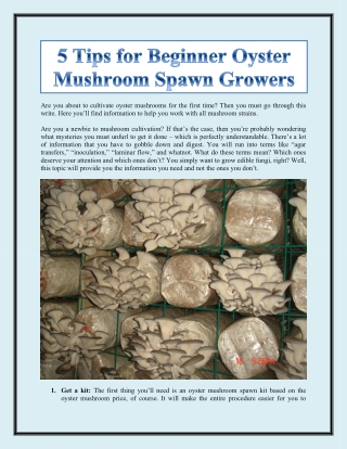 5 Tips for Beginner Oyster Mushroom Spawn Growers