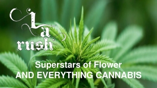 Cannabis Delivery Canoga Park - LA Rush