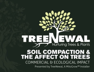 TreeNewal Tips For Soil Management