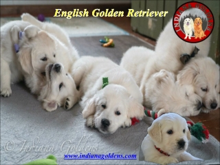 English Golden Retriever Puppies for Sale in Indiana