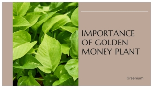 Importance of golden money plant