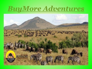 Steps to Choosing the Budget Kenya Safari Companies