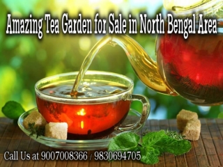 Amazing Tea Garden for Sale in North Bengal Area