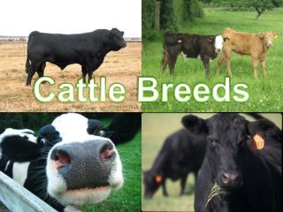 Cattle Breeds