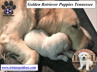 Golden Retriever Puppies for Sale in Tennessee