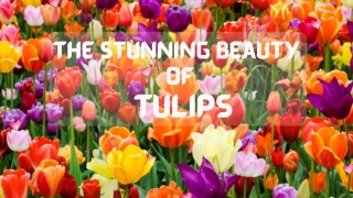 The stunning beauty of Tulips flower delivery in Qatar