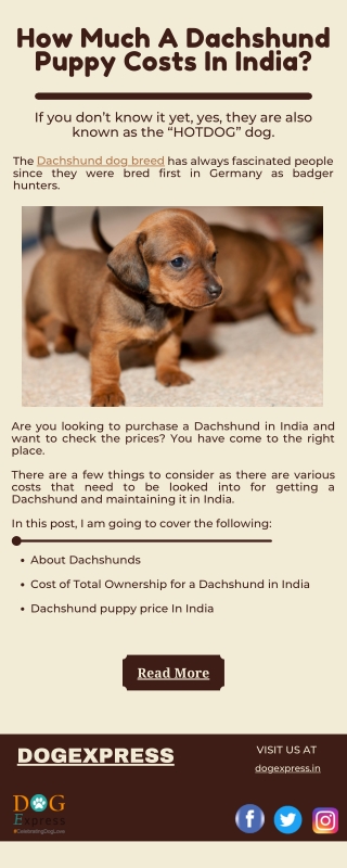 How Much A Dachshund Puppy Costs In India?