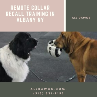 Remote Collar Recall Training in Albany NY