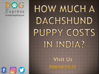 How Much A Dachshund Puppy Costs In India?