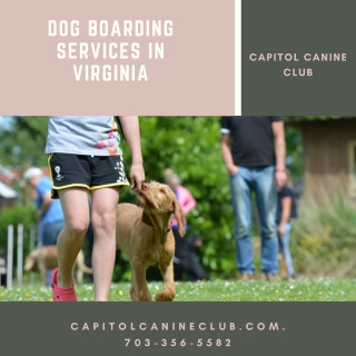 Dog Boarding Services in Virginia