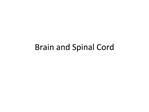 Brain and Spinal Cord