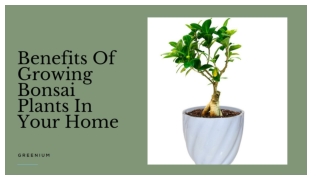 Benefits of growing bonsai plants in your home